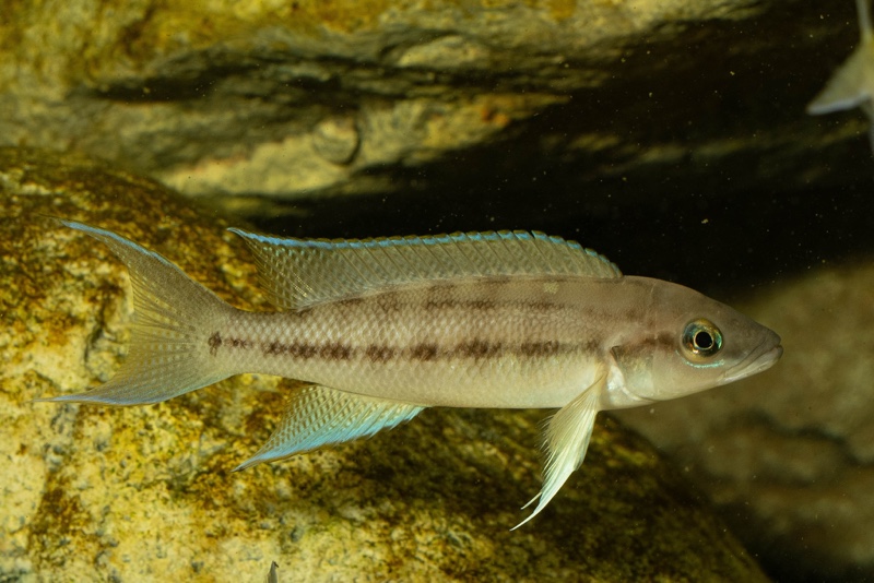 Neolamprologus longicaudatus 'Milima Island'